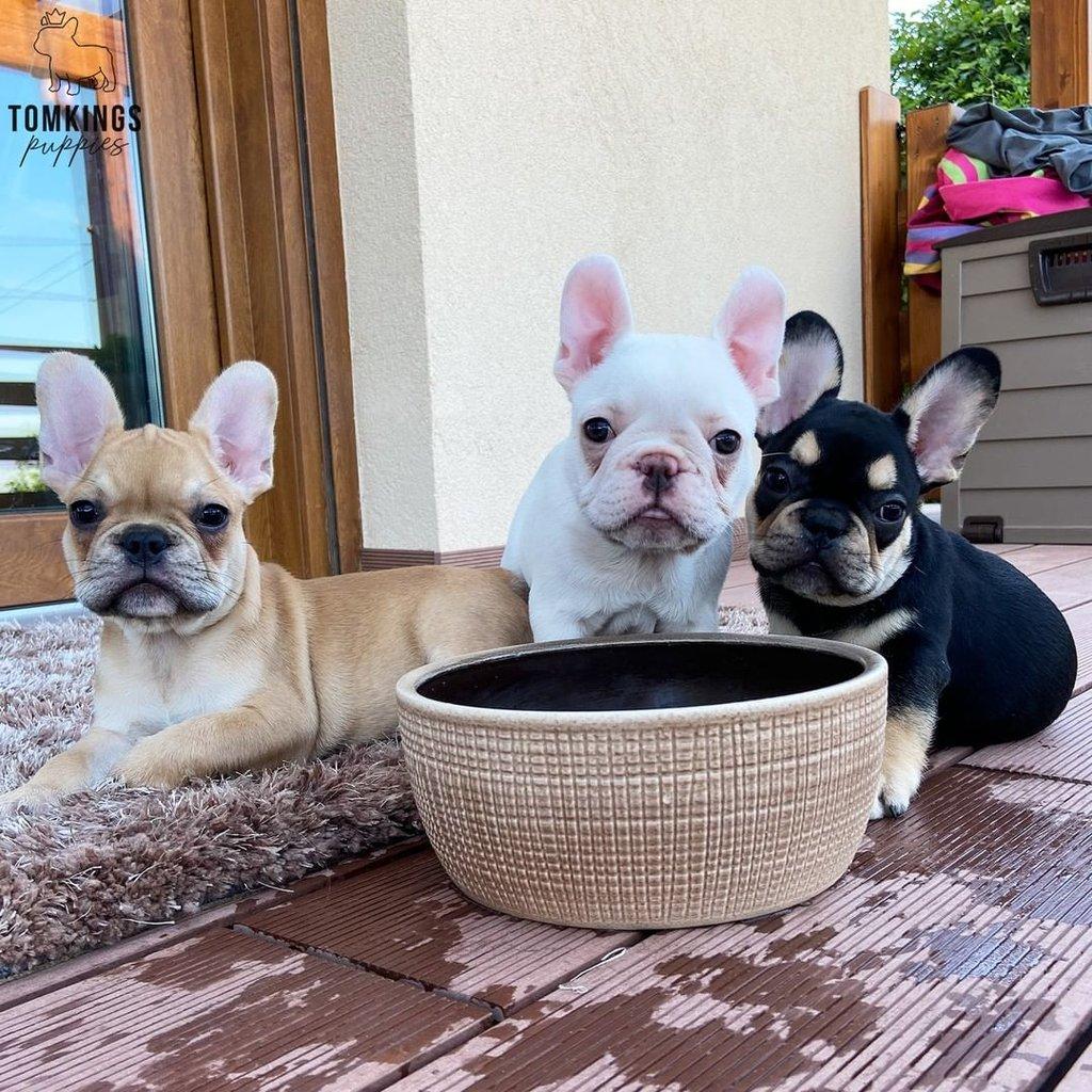 Štěňata francouzského buldoka od AKC