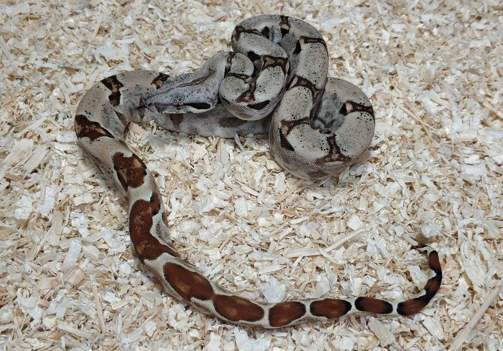 Boa imperator- Sharp Sunglow 66% het Sterling,Hypo Sterling