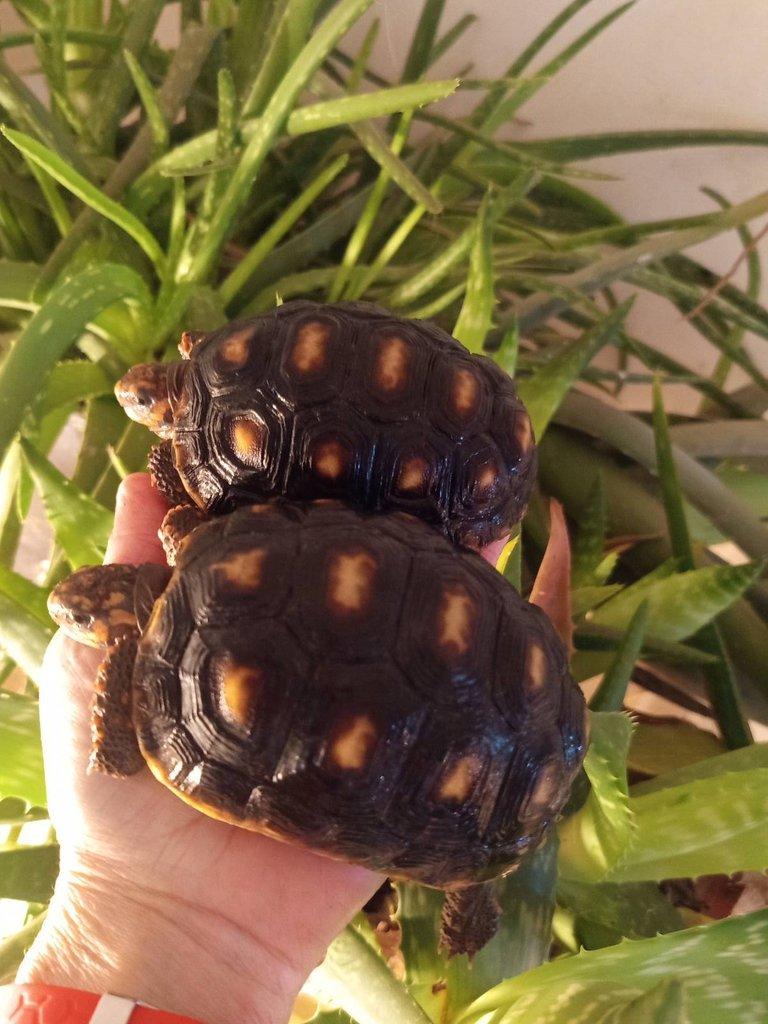 Želva uhlířská, dvě roční želvy/ Brno -venkov