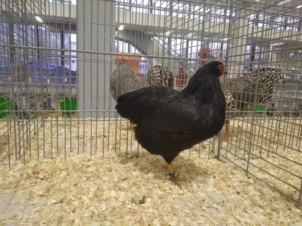 Násadová vejce zPlč