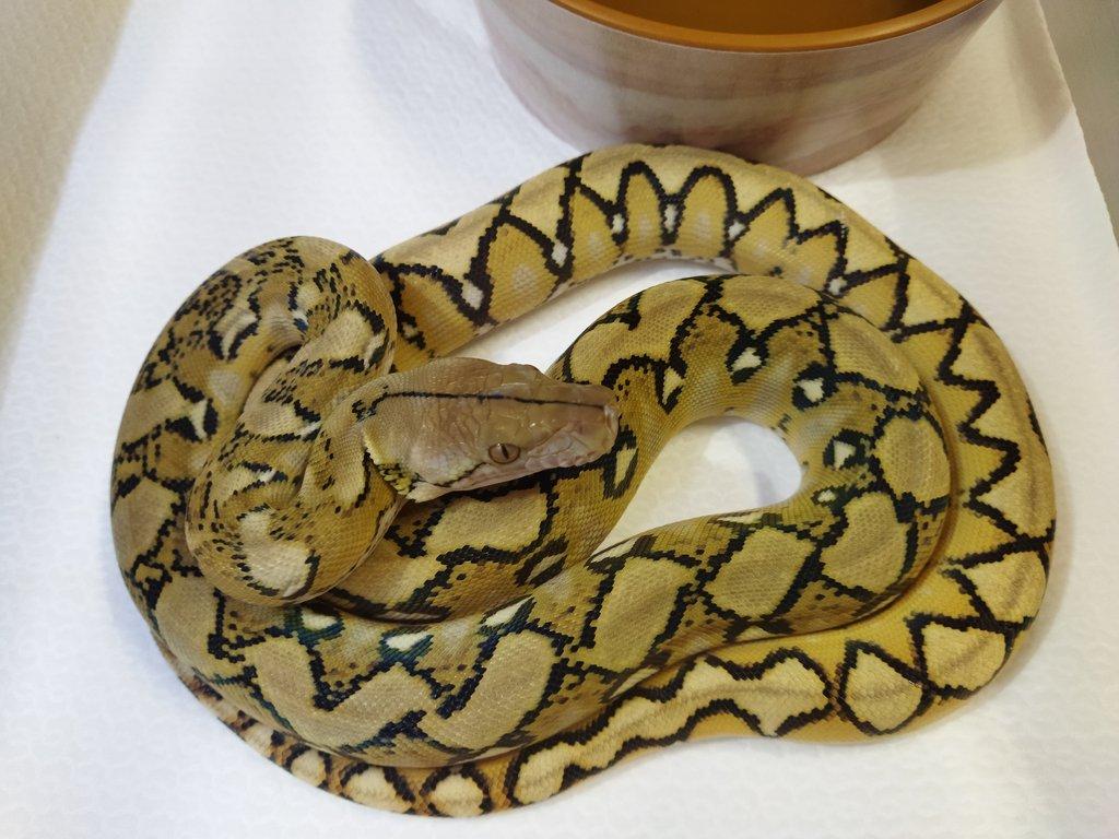 Malayopython reticulatus CB 2025