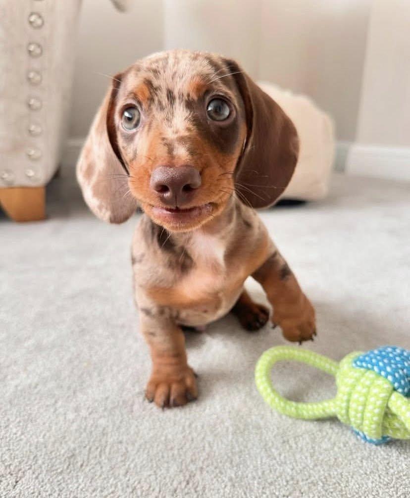 Jezevčík trpasličí hladkosrstý