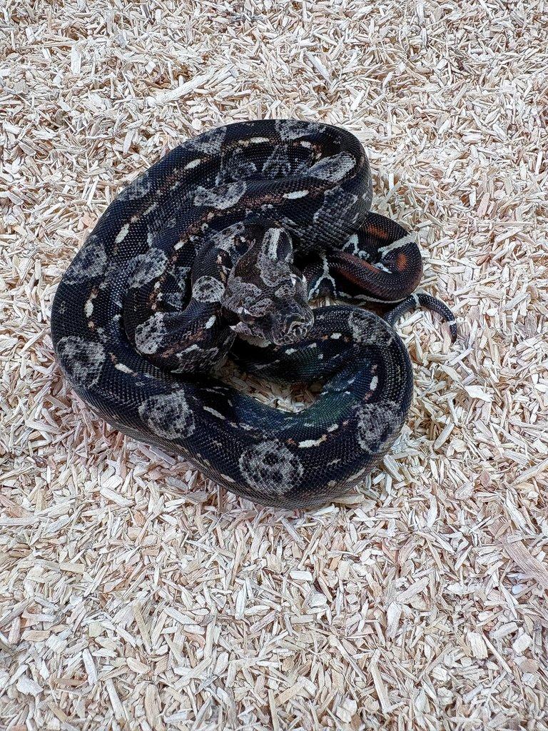 Hroznys kralovsky Boa samice IMG