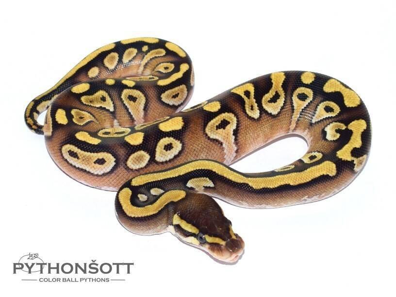 MLÁĎATA KRAJTY KRÁLOVSKÉ (Python regius)