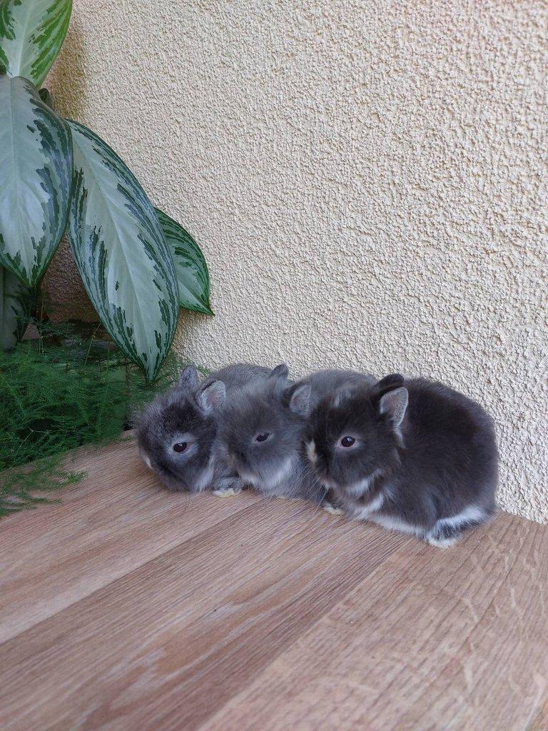 Zakrslý králík TEDDY - bílopesíkatý a činčilový