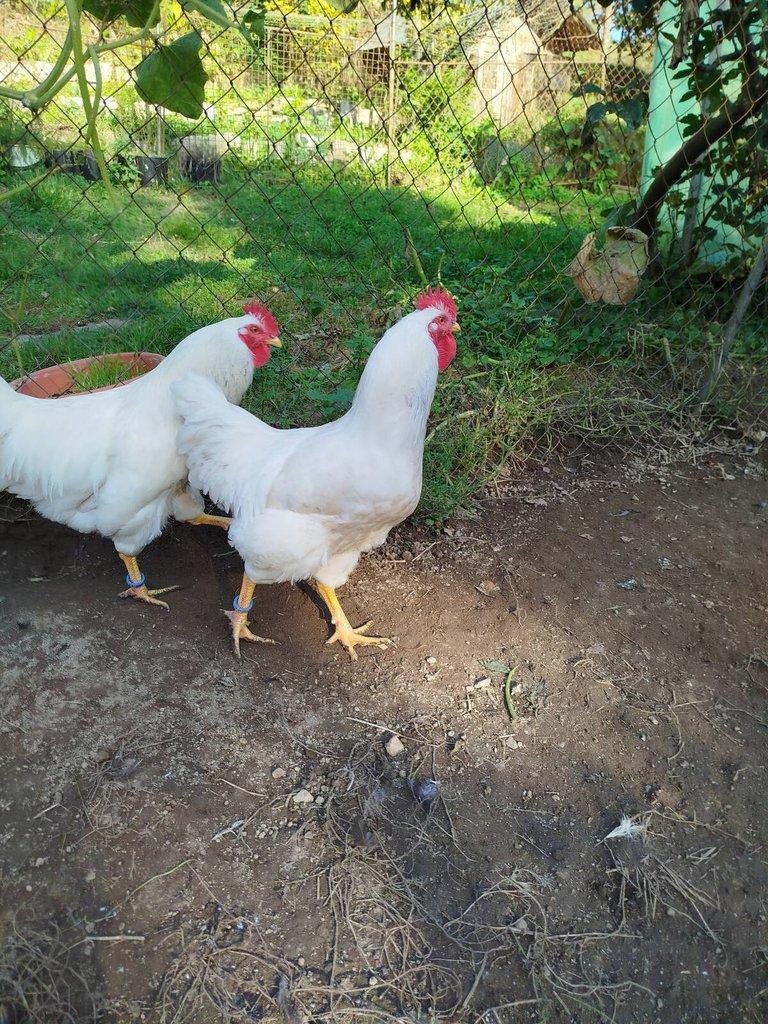 Prodám násadova vejce plymutky bílé