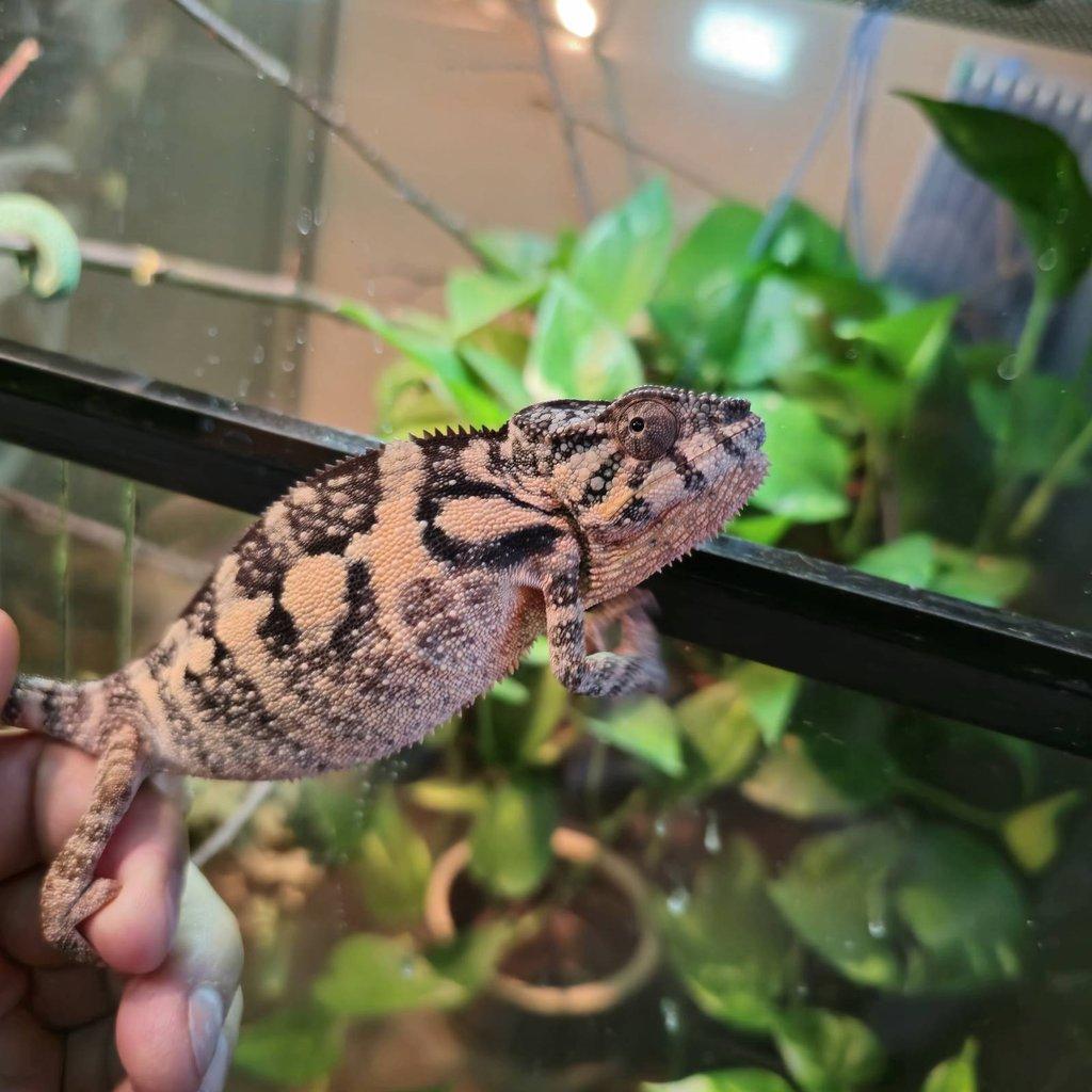 Furcifer pardalis nosy be