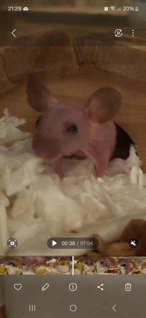 Naháček (myš bezsrstá - hairless (nunu))