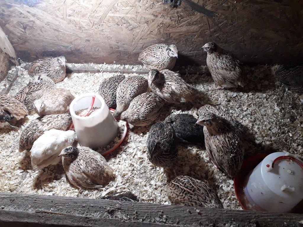 Prodam mlade kohoutky