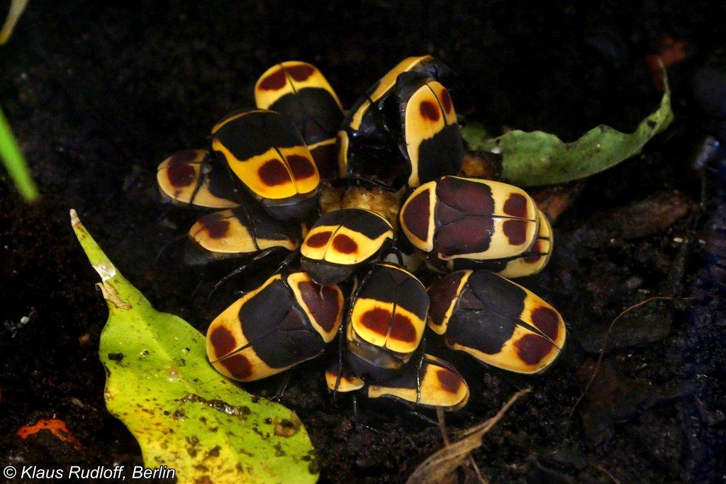 Pachnoda marginata peregrina