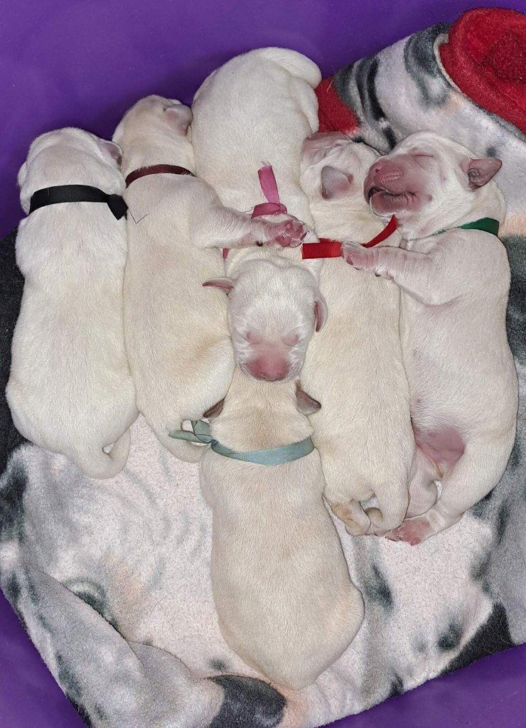 Smetanová Štěňátka labradora s PP
