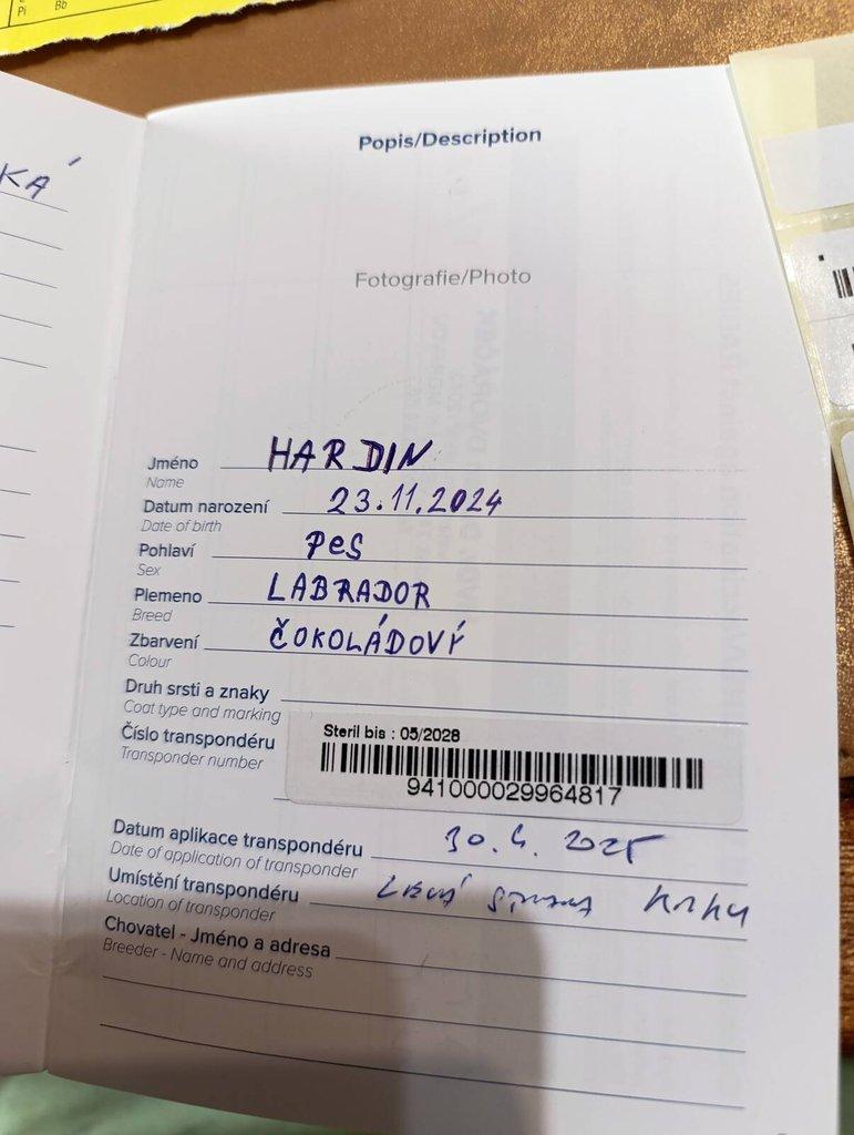 Čokoládový labrador