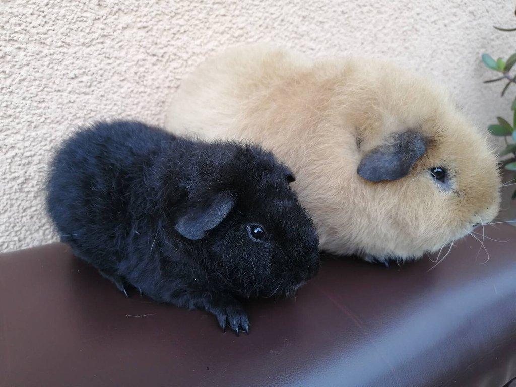 Samečci US Teddy