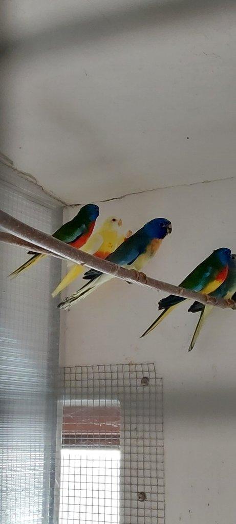 Neoféma modrohlavá