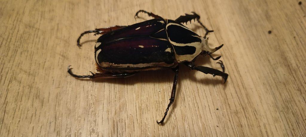 Mecynorrhina torquata ugadensis