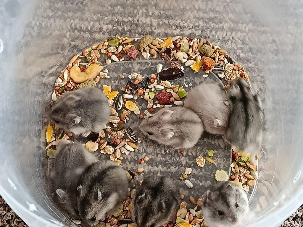 Křečík džungarský