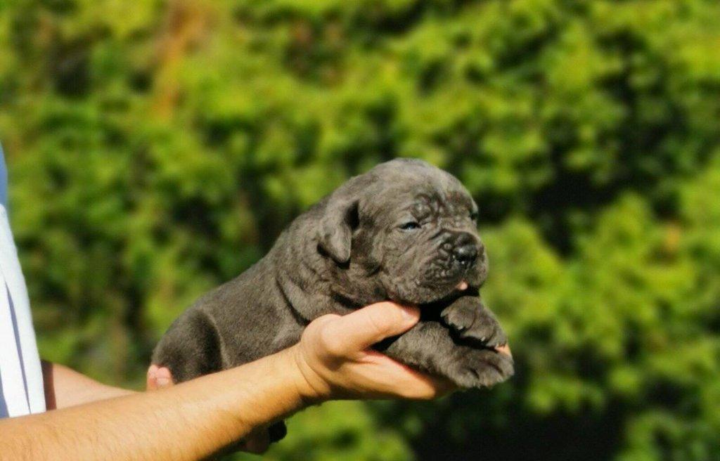 Cane Corso – fenka štěně