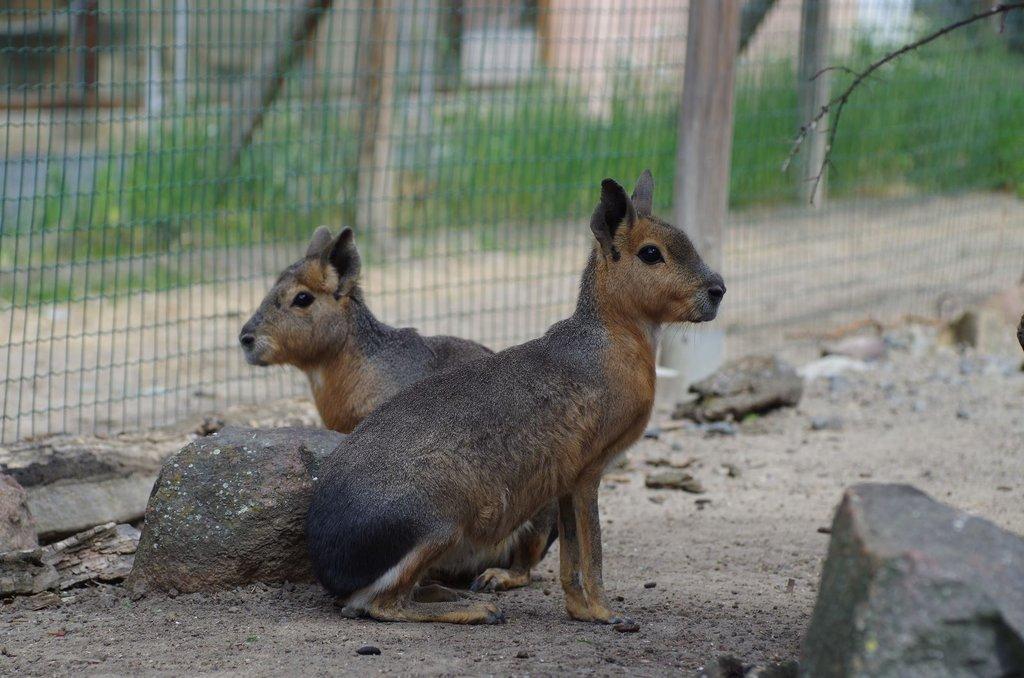 Mara stepní (Dolichotis patagonum)