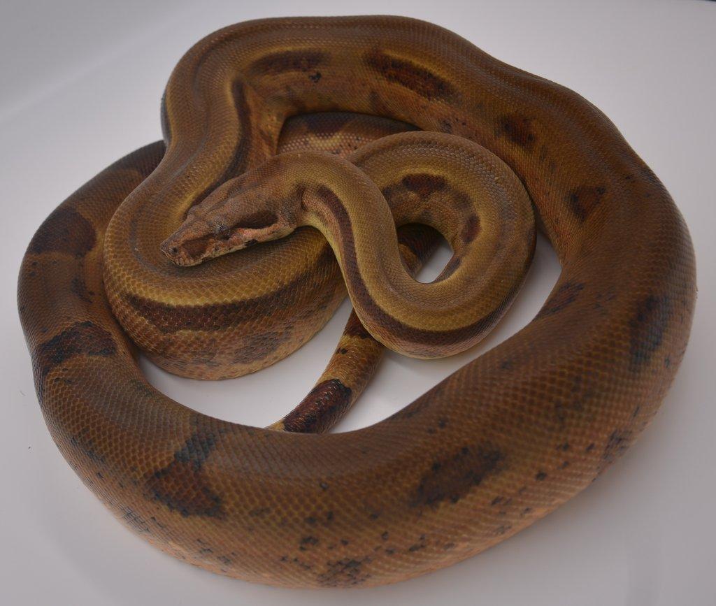 Hroznýš Královský (Boa imperator) Hypo 66% Leopard 50% Albino Sharp