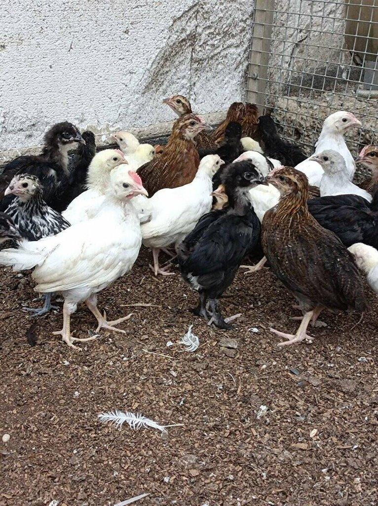 Leghorn,Vlaška koroptví a Australka velká