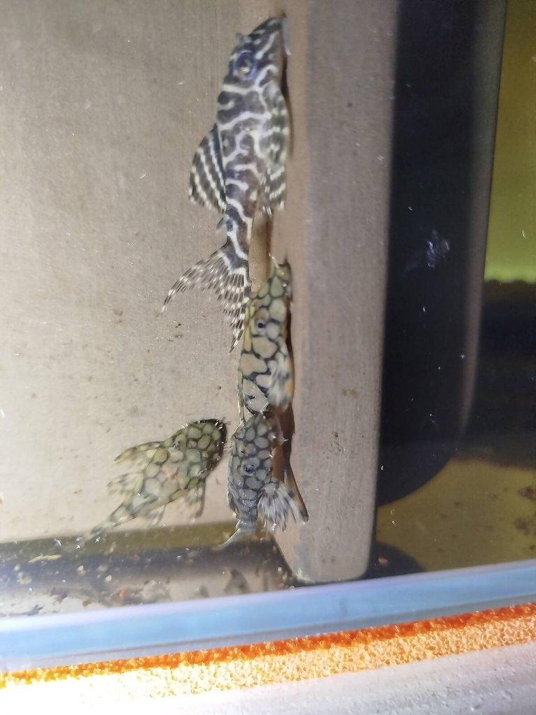 L519 ancistrus kiefneri2 Rio itenez