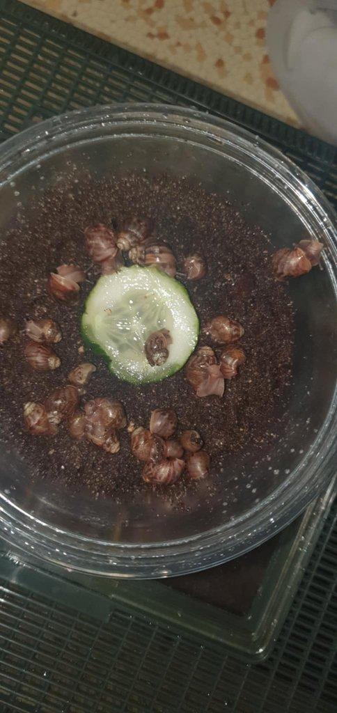 Daruji do dobrých rukou mláďata afrických šneků