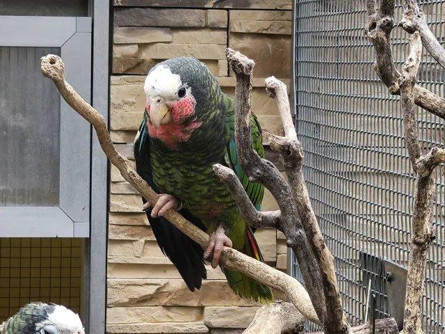 Amazoňan Kubánsky  1.0