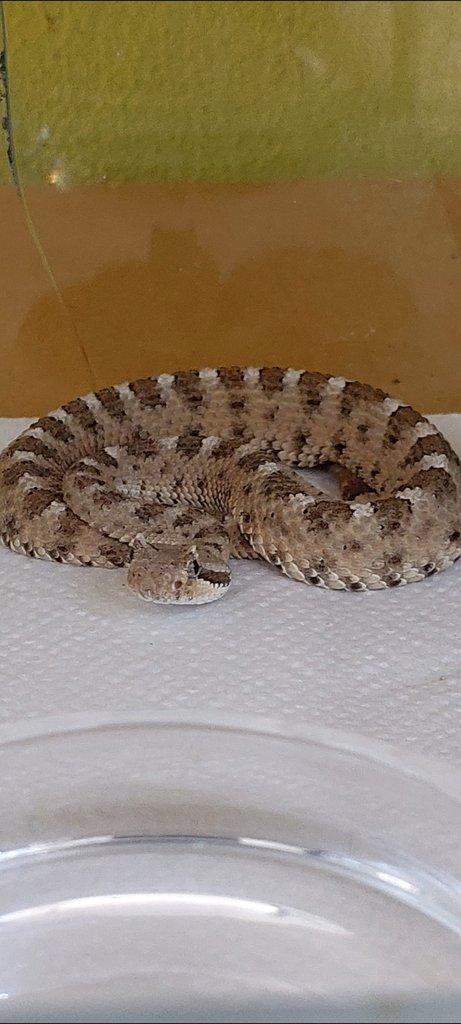 Crotalus cerastes