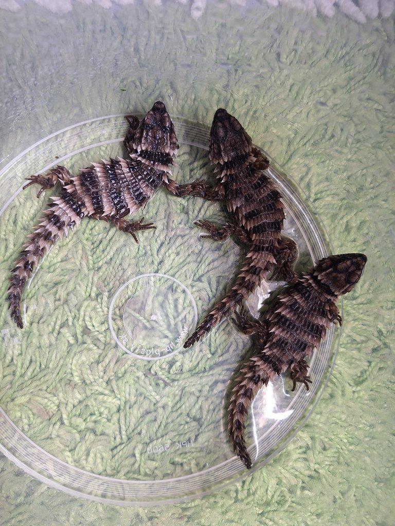 Ouroborus cataphractus