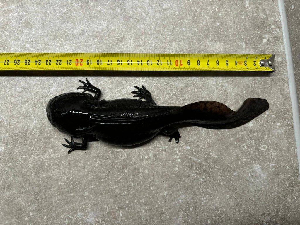 Ambystoma mexicanum Axolotl mexický