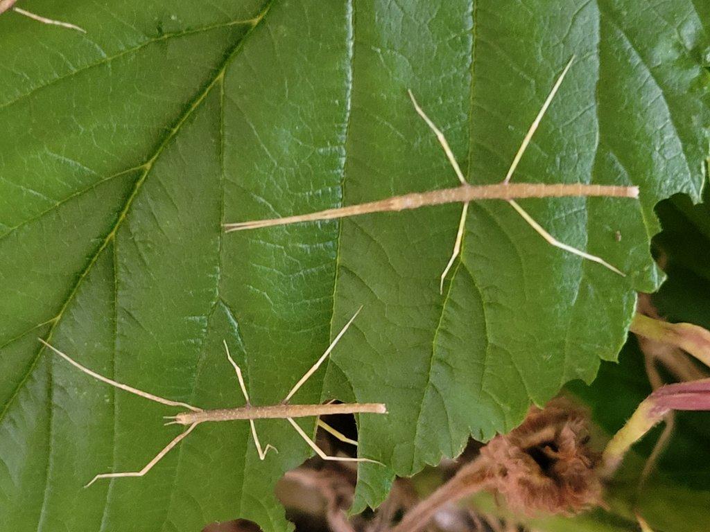 daruji strašilky Medauroidea extradentata