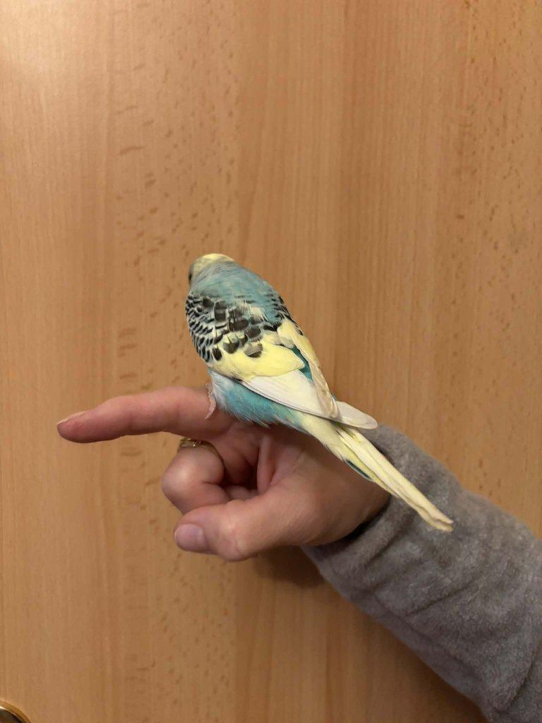 Prodám mladé andulky po vylétnutí z budky