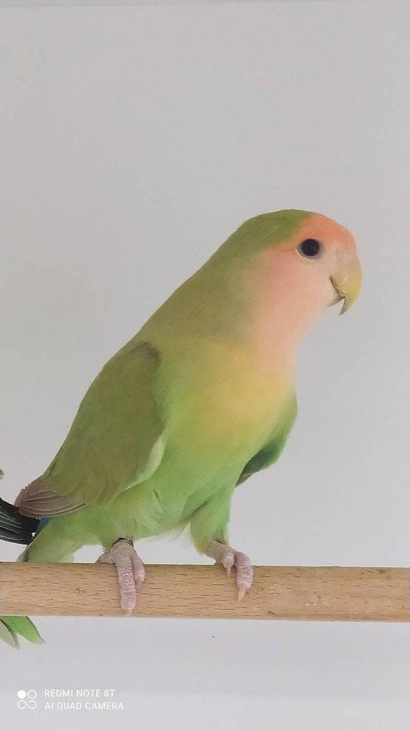 Agapornis růžohrdlý - výstavní typ