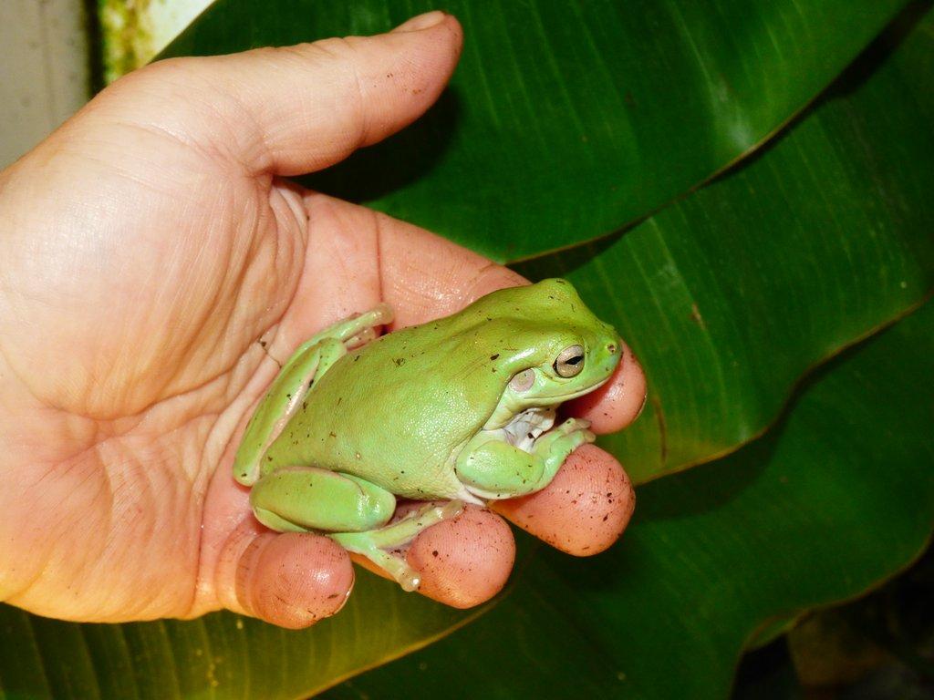 Rosnice siná (Litoria caerulea)