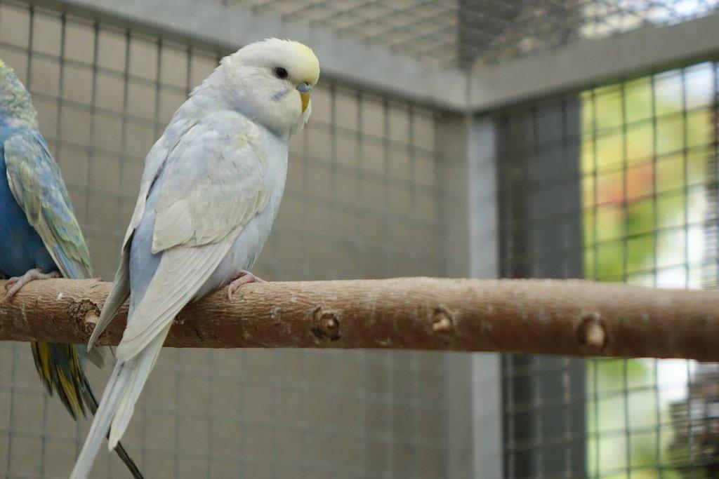 Prodám mladé andulky