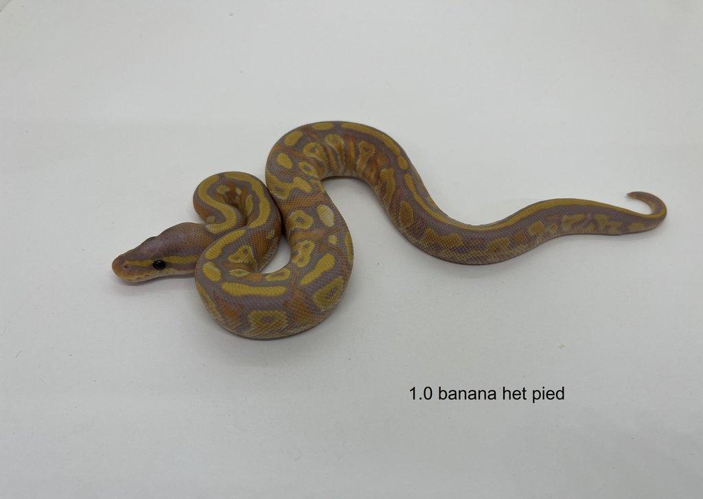 Krajta královská (Python regius)