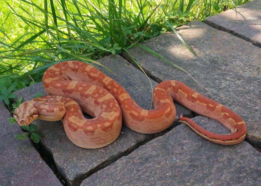 Boa imperator - Keltic VPI Sunglow, Aztec VPI Sunglow