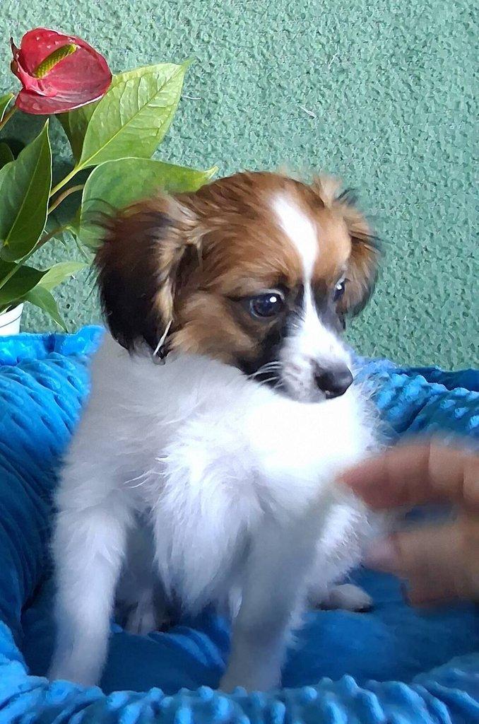 Malý kontinentální španěl - Papillon - Phalene