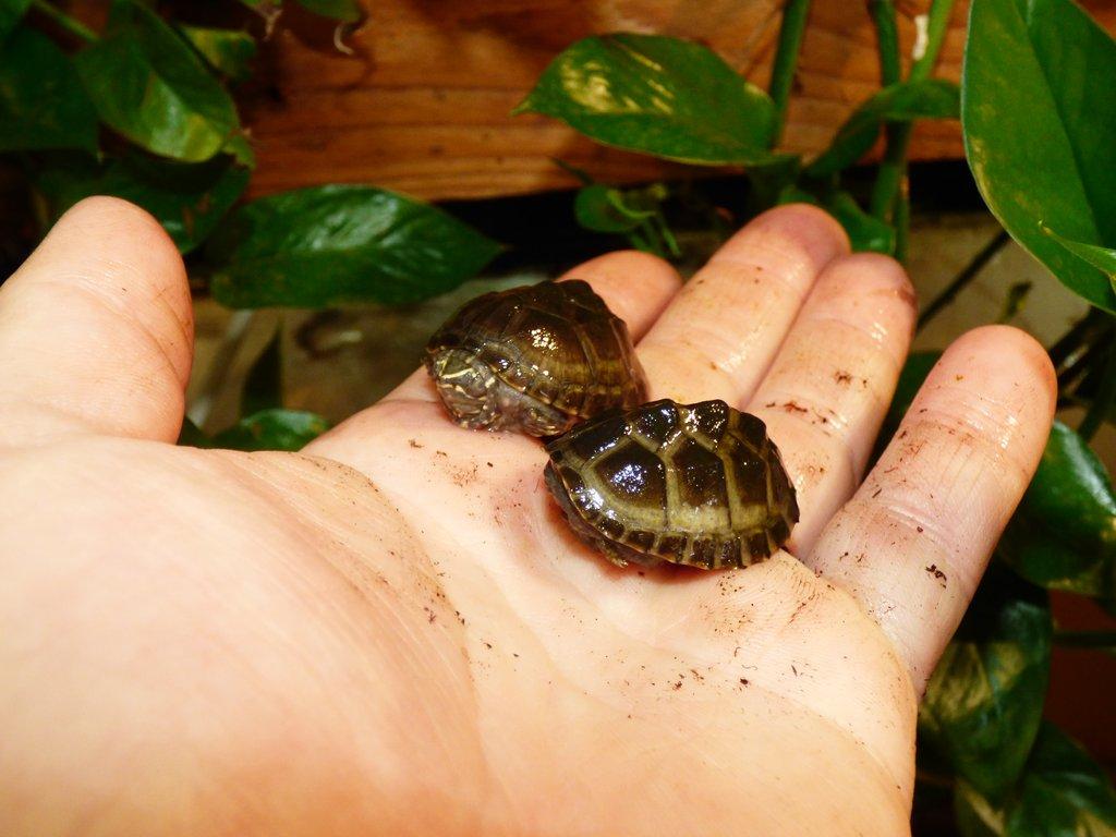 Klapavka obecná (Sternotherus odoratus)