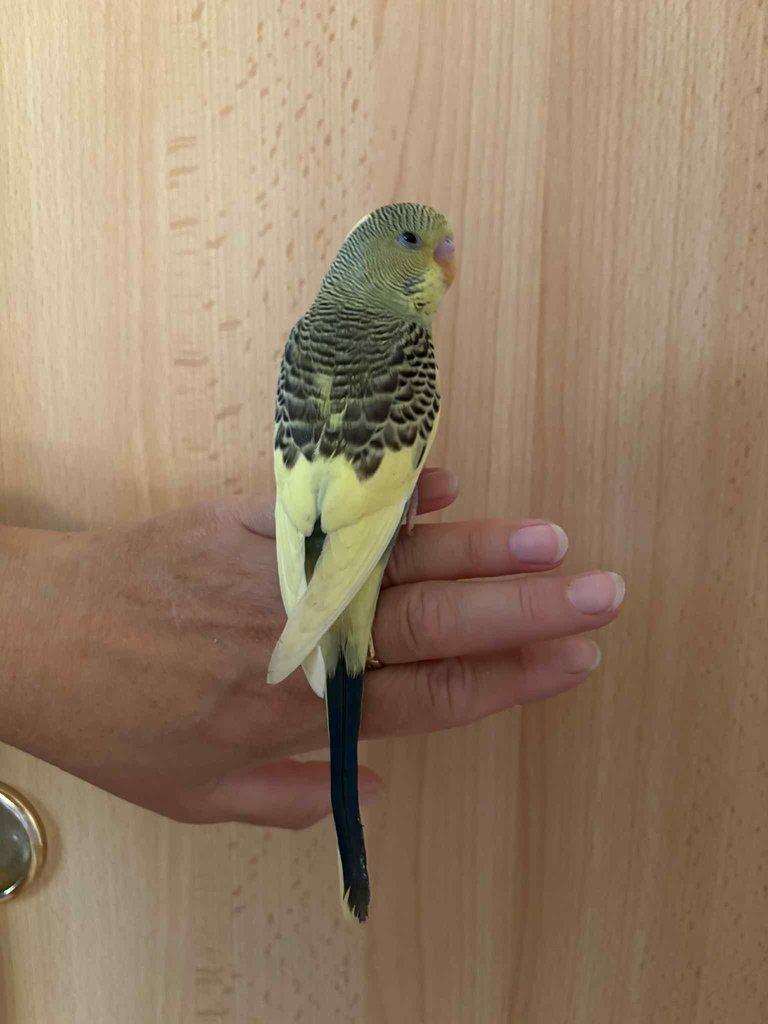 Prodám mladé andulky po vylétnutí z budky