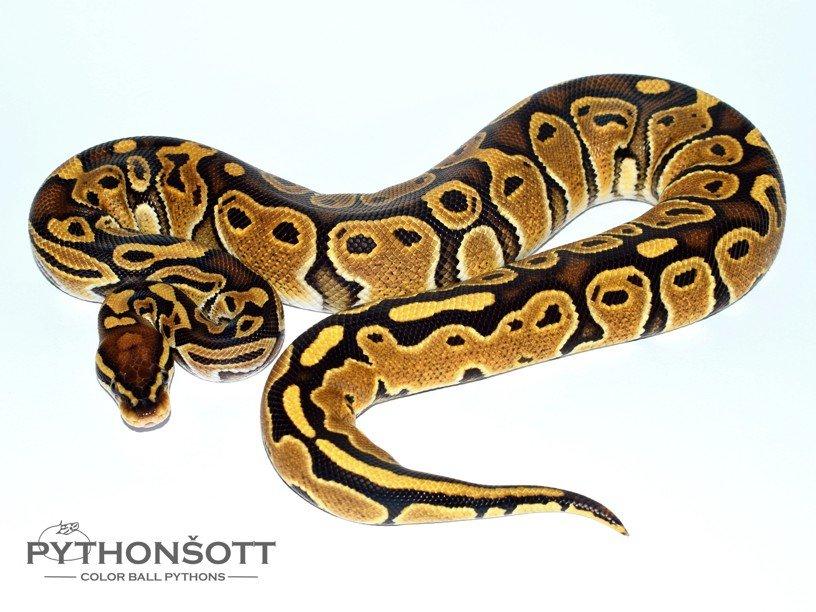 POSLEDNÍ LOŇSKÁ MLÁĎATA KRAJTY KRÁLOVSKÉ ( Python regius)