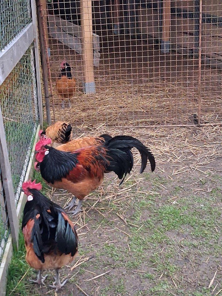 Násadová vejce Forverka