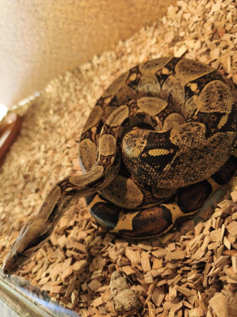 Boa Constrictor  Hroznýš královsky