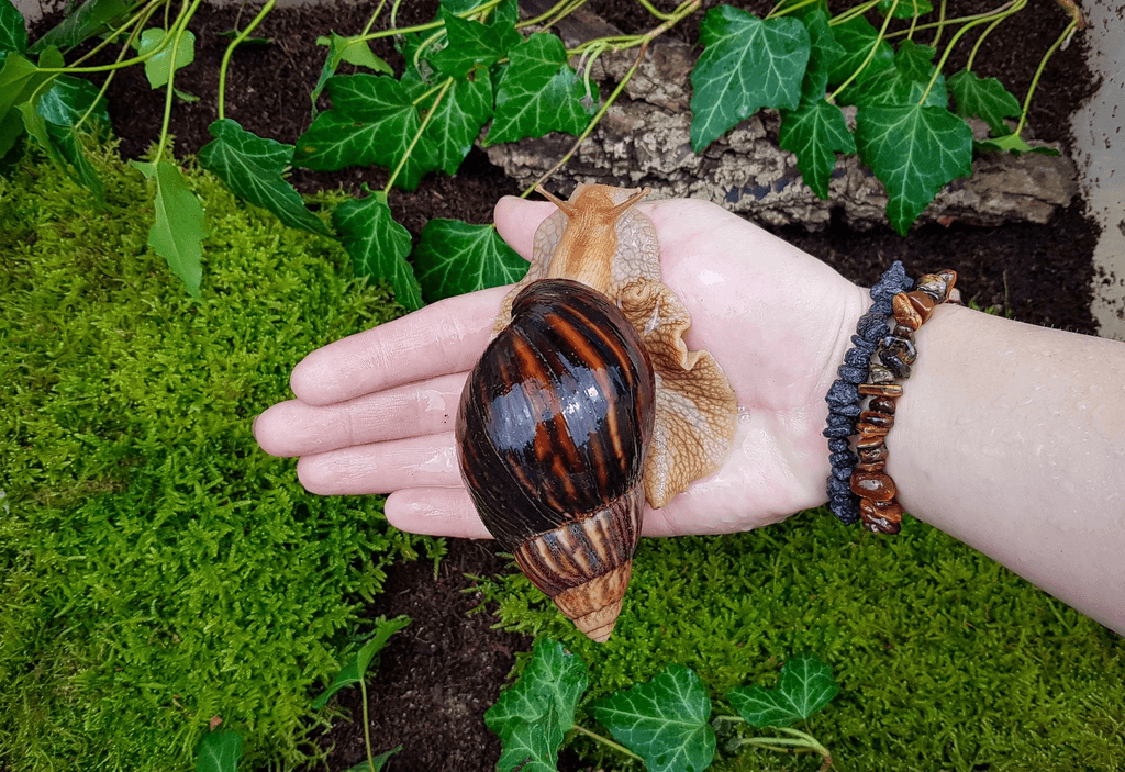 Africký šneci Lissachatina immaculata