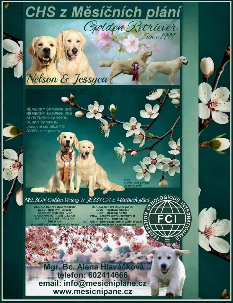 Zlatý retrívr s PP - Golden retriever