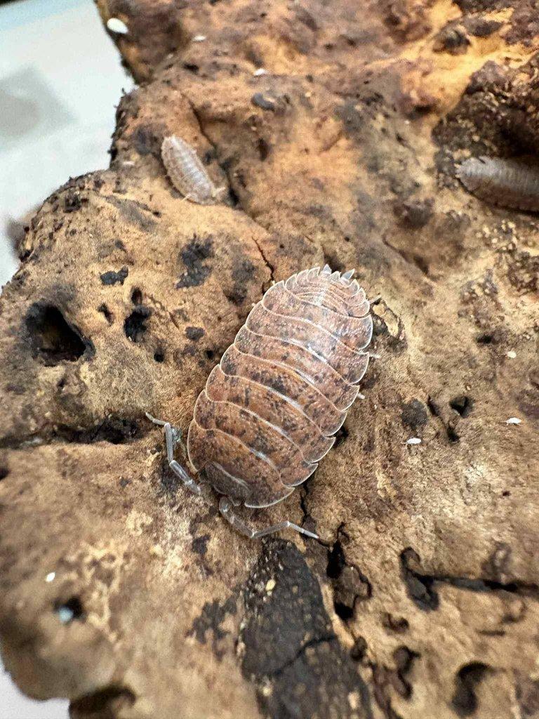 Trachelipus sp (Turkey, Istanbul)