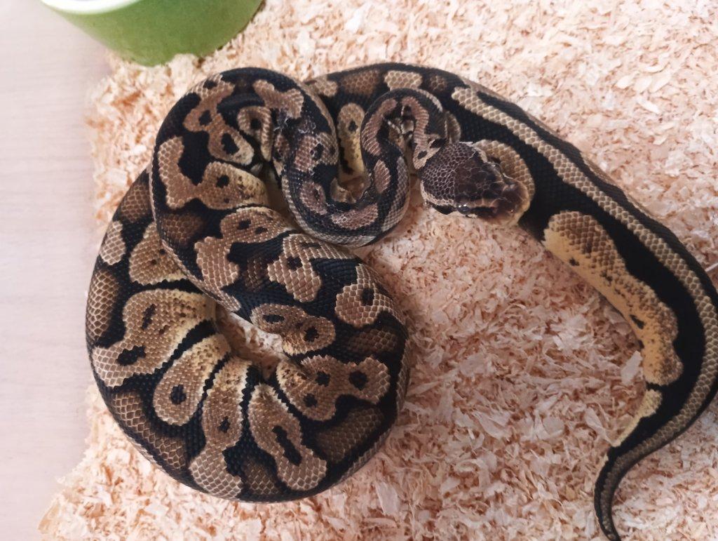 Python regius