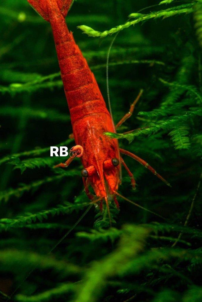 TOP PREMIUM AKVA KREVETKY Caridina a Neocaridina - Odchovy