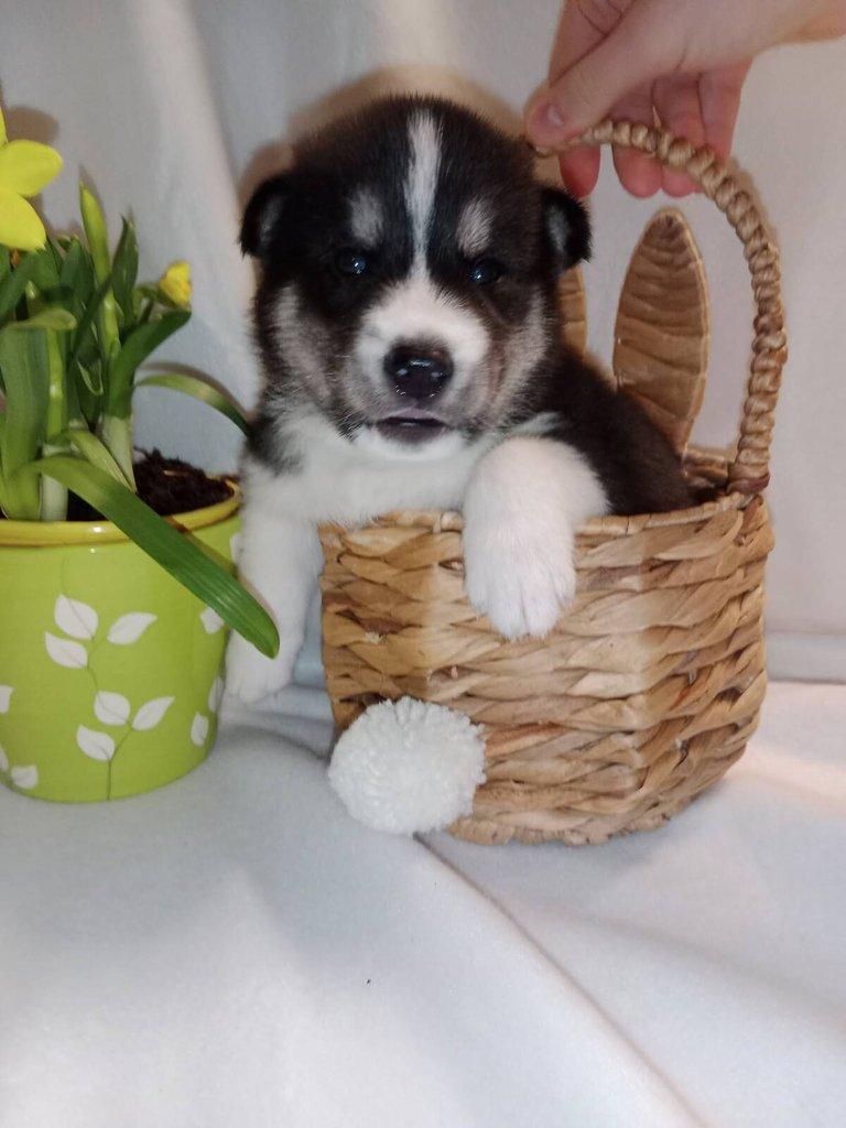 Štěňata Sibiřský husky