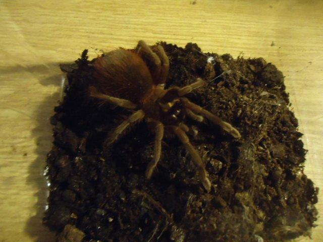 25.4.--- Terrabazar na Pankráci